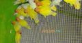 Love birds,Albino,Latino prsunata blue,black mask for sale