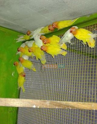 Love birds,Albino,Latino prsunata blue,black mask for sale