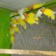 Love birds,Albino,Latino prsunata blue,black mask for sale