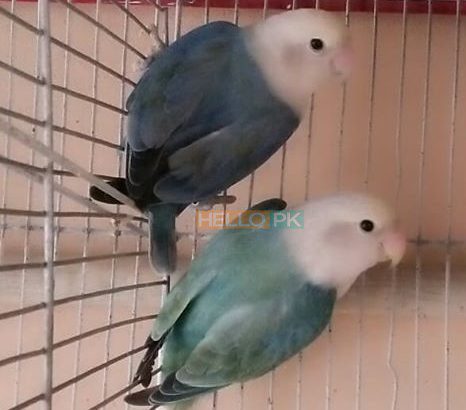 Opline violet and aqua Opline Karachi