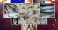 Frozen seafood at your door step