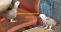Gray Parrot Local Birds Farm Breed For Sale