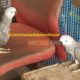 Gray Parrot Local Birds Farm Breed For Sale