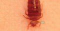 Get Pest Free Environment With ISO Certified Company