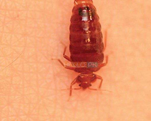 Get Pest Free Environment With ISO Certified Company