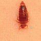 Get Pest Free Environment With ISO Certified Company