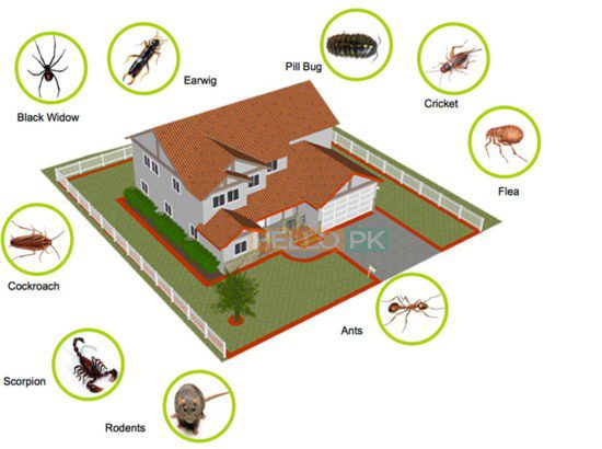Get Pest Free Environment With ISO Certified Company