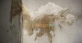 Seven sky fumigation & services with 100% Guaranteed Work