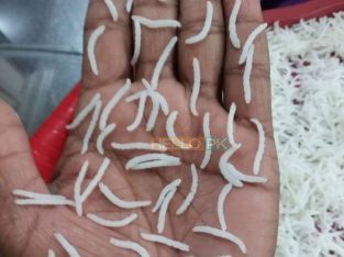 1121 Special sela Rice ( CHAWAL ) best quality for sale Contact us.