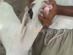Bakray goat for qurbani And Meat Business. Sehet mand, vaccinated pure nasal k bakray
