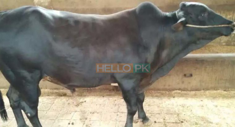 Qurbani janwar bulls for sale 2018. Karachi