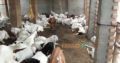 38 Male goat bakra for eid (qurbani) Rajanpuri cross breed