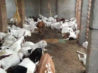 38 Male goat bakra for eid (qurbani) Rajanpuri cross breed