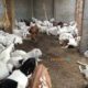 38 Male goat bakra for eid (qurbani) Rajanpuri cross breed