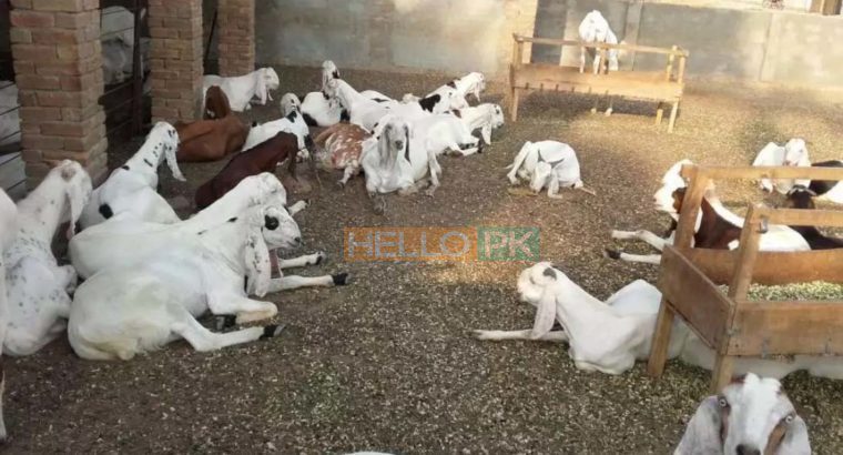 38 Male goat bakra for eid (qurbani) Rajanpuri cross breed