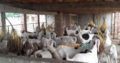 38 Male goat bakra for eid (qurbani) Rajanpuri cross breed