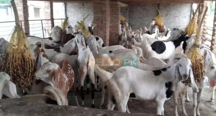 38 Male goat bakra for eid (qurbani) Rajanpuri cross breed