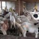 38 Male goat bakra for eid (qurbani) Rajanpuri cross breed