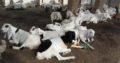 38 Male goat bakra for eid (qurbani) Rajanpuri cross breed