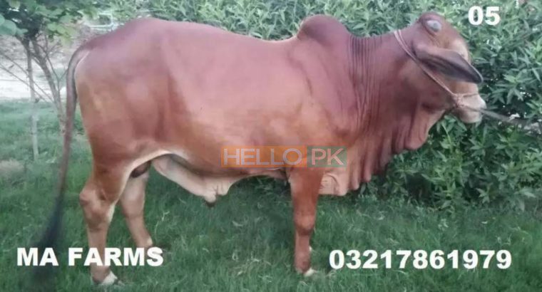Bulls for Qurbani for Sale Vaccinated Animals