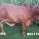 Bulls for Qurbani for Sale Vaccinated Animals