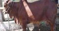 Bulls for Qurbani for Sale Vaccinated Animals