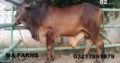 Bulls for Qurbani for Sale Vaccinated Animals
