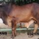 Bulls for Qurbani for Sale Vaccinated Animals
