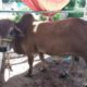 Bulls for Qurbani for Sale Vaccinated Animals