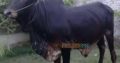 Bulls for Qurbani for Sale Vaccinated Animals