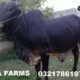 Bulls for Qurbani for Sale Vaccinated Animals
