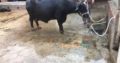Best Neeli Ravi Nasal Buffaloes All Lactation Bhatti Farm