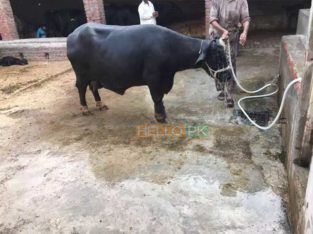 Best Neeli Ravi Nasal Buffaloes All Lactation Bhatti Farm