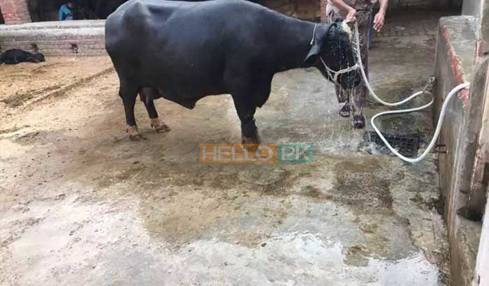 Best Neeli Ravi Nasal Buffaloes All Lactation Bhatti Farm