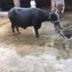 Best Neeli Ravi Nasal Buffaloes All Lactation Bhatti Farm
