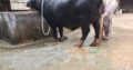Best Neeli Ravi Nasal Buffaloes All Lactation Bhatti Farm