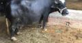 Best Neeli Ravi Nasal Buffaloes All Lactation Bhatti Farm