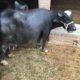 Best Neeli Ravi Nasal Buffaloes All Lactation Bhatti Farm