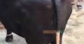 Best Neeli Ravi Nasal Buffaloes All Lactation Bhatti Farm