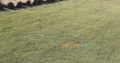 Best Korean & fine dhaka Grass available at my farm for schools colleges stadium or parks