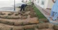 Best Korean & fine dhaka Grass available at my farm for schools colleges stadium or parks