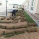 Best Korean & fine dhaka Grass available at my farm for schools colleges stadium or parks