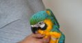 Talking Blue and Gold Macaw Pair with Cage
