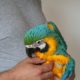 Talking Blue and Gold Macaw Pair with Cage