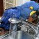 Talking Blue and Gold Macaw Pair with Cage