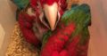 Talking Blue and Gold Macaw Pair with Cage