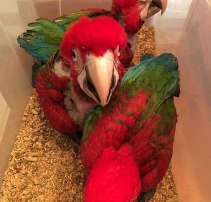 Talking Blue and Gold Macaw Pair with Cage