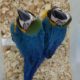Talking Blue and Gold Macaw Pair with Cage