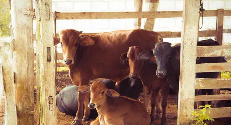 Tayyar Dairy FarmBhainso Ka Bara.1000 To 8000 sqyd.Fori Qabza.