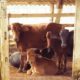 Tayyar Dairy FarmBhainso Ka Bara.1000 To 8000 sqyd.Fori Qabza.